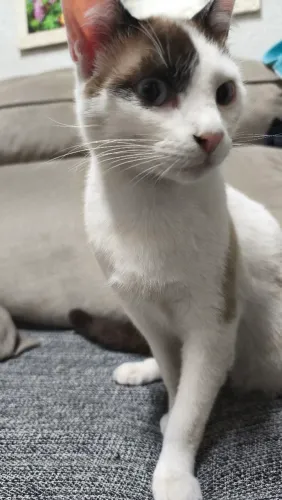 Doa se gato