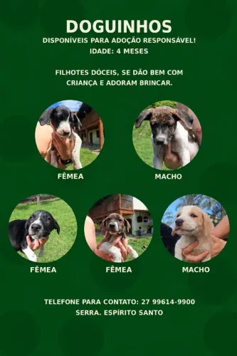 DOGUINHOS PARA ADOÇÃO RESPONSÁVEL