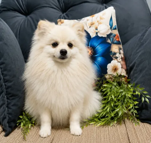 Lulu da Pomeranea/spitz alemão