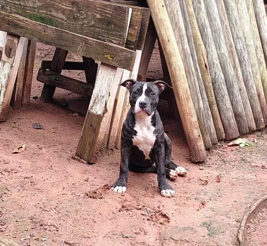Filhote de Amstaff