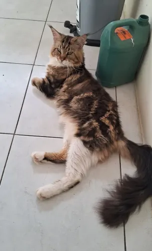 Padreador maine coon disponível
