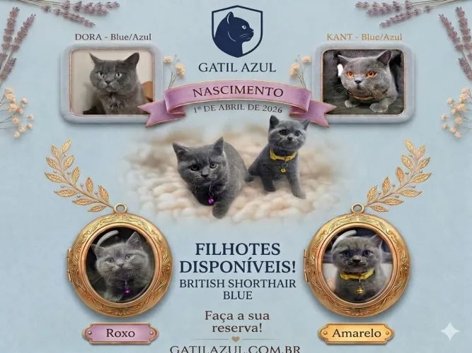 Gato British Shorthair Blue
