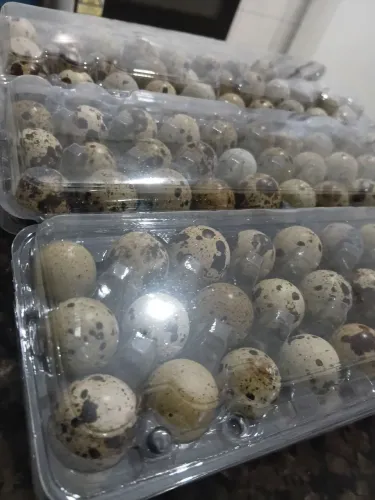 Ovos  de codorna  para  consumo 