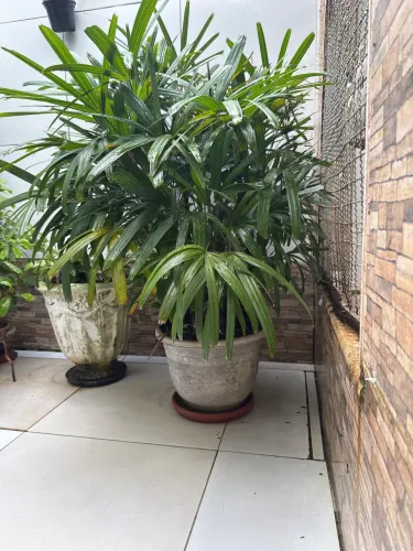 Palmeira coqueirinho com vaso de plástico 