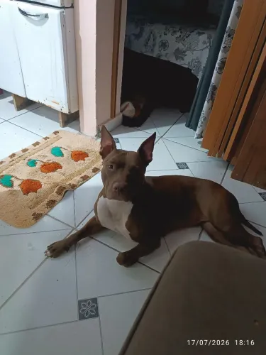 Doa-se Pitbull Red NOSE