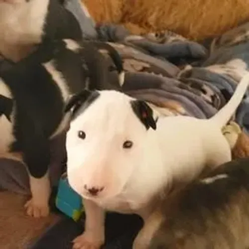 Bull Terrier,Bull Terrier Filhote Saudável Excelente Companhia