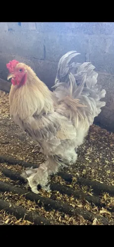 Vendo ovos galados de galinha brahma