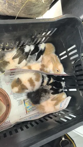 Coelhos disponível para venda em São José do Rio preto sp
