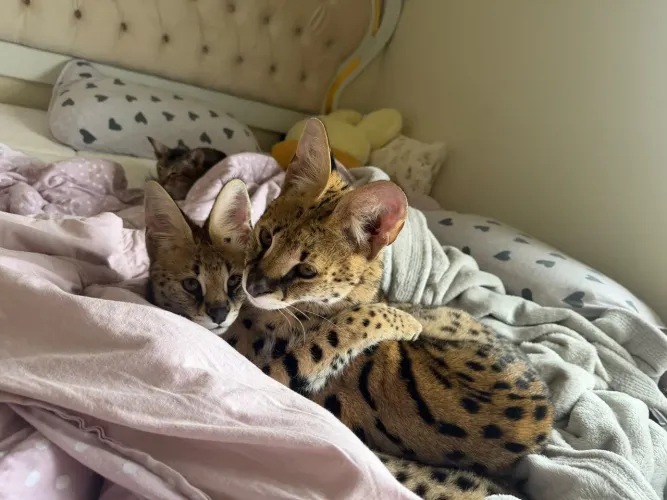 Savannah