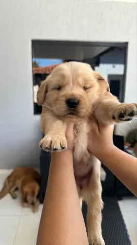 Cachorro