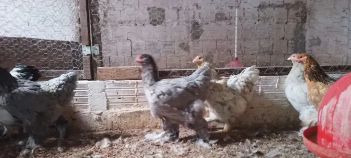 Galinhas Brahma Entrego em Fortaleza e Região