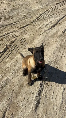 Pastor belga Malinois 