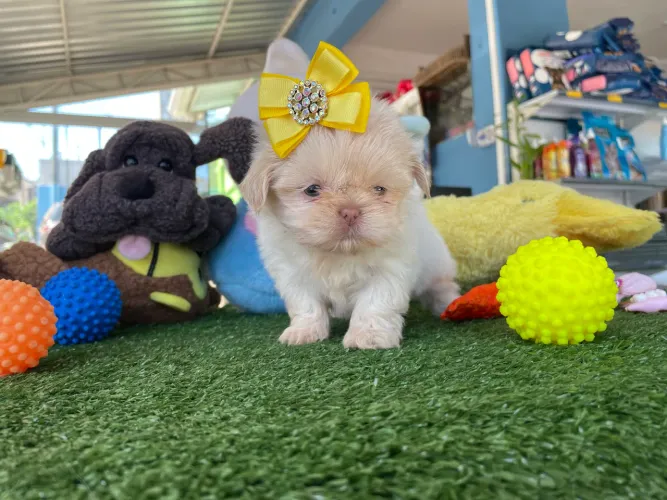Shih tzu mini femea na cor marfim dos outro azul $3.200,00