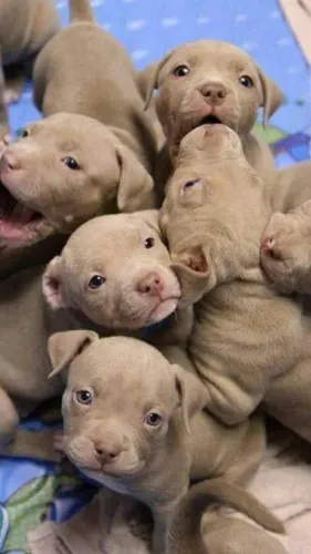 Pitbull Um companheiro que cria conexão