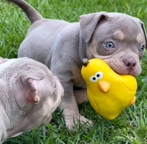 American bully a partir de 1999