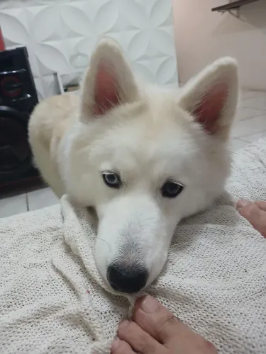 Procuto um cachorro pra namorar com minha luna.e uma husk de pelos longos.