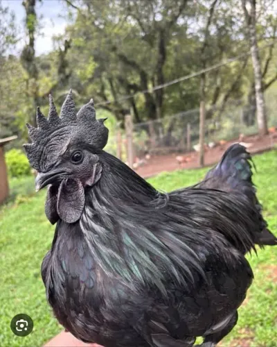 Vende - se casal de Galinha Yan cemani