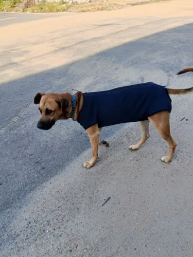 Cachorro adulto