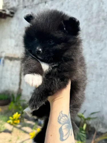 Filhote de Lulu da pomerania