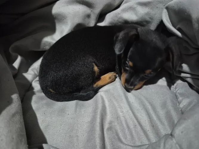 Vende-se Pinscher 0