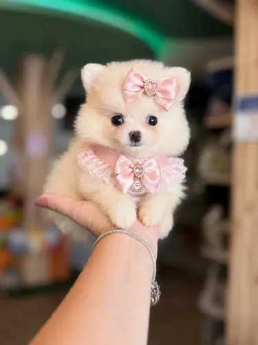 Lulu da pomerania em 12x sem juros 
