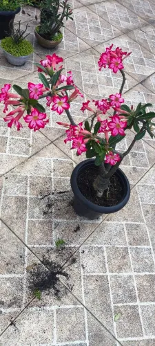 Rosa do Deserto