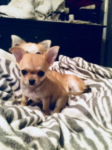 Pronta entrega para famílias apaixonadas por pets.