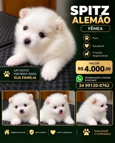 Vendo Filhotes de Spitz Alemão