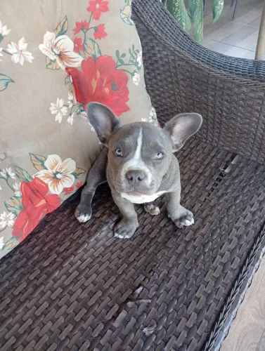American Bully fêmea