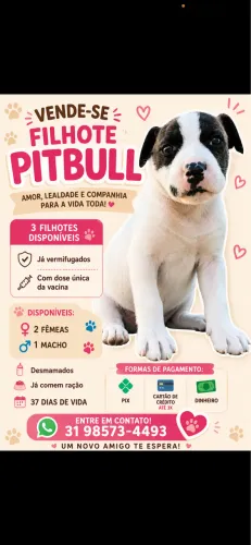 Vende - se filhotes pitbulls