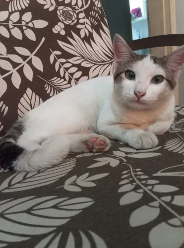 Gatinho macho filhote, 