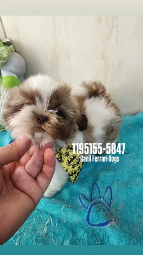 Amáveis filhotes Shih tzu !