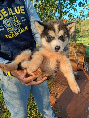 Husky