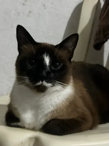 Gatinha para adoção
