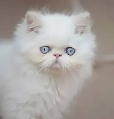 Filhote de gato Persa macho 