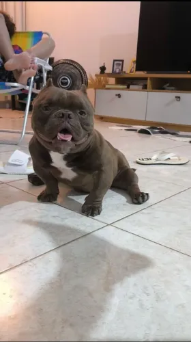American Bully Nano (leia o anúncio)