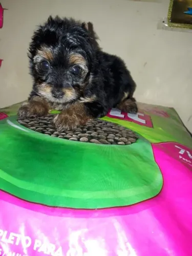 Yorkshire Terrier,Yorkshire Terrier Filhote Disponível Entrega Facilitada