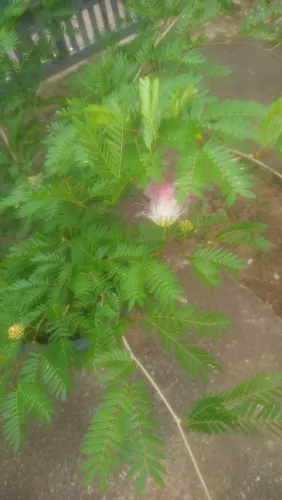 Caliandra
