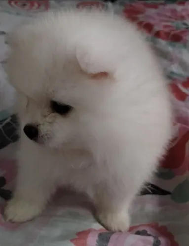 Lulu da pomeranea