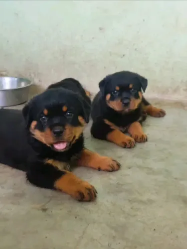 Rottweiler pra guarda filhotes 