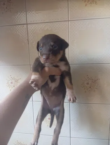 Cachorrinha para adoção 