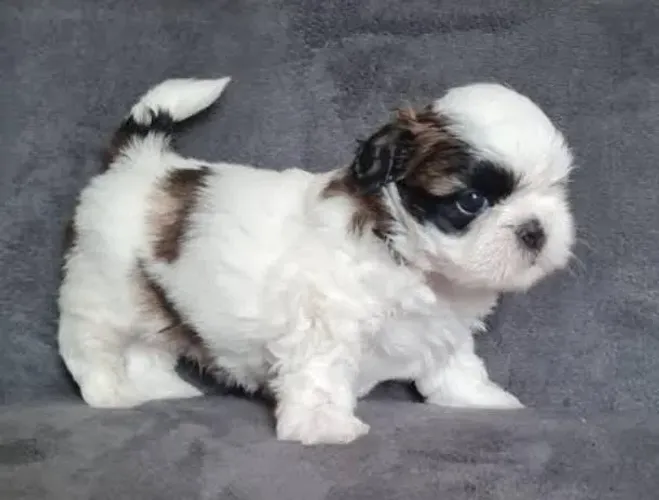 Lhasa Apso Filhotes Espertinhos.