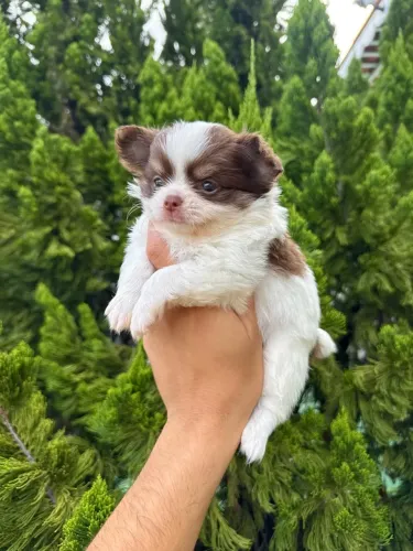 Chihuahua pelo longo machos pelagem chocolate
