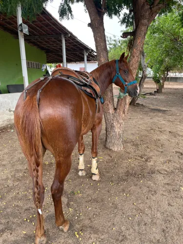 Potro Beto do biscuy steel já alinhado dos dois lados a venda