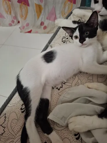 Doa-se linda filhote de gato fêmea 2 meses