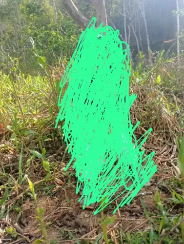 Terreno tem 2, 5 de alqueires 