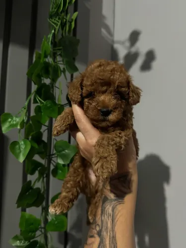     Poodle Toy Red Pronto para Entrega Imediata