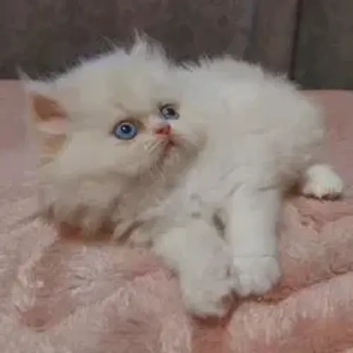 Gato Persa Cara de Boneca