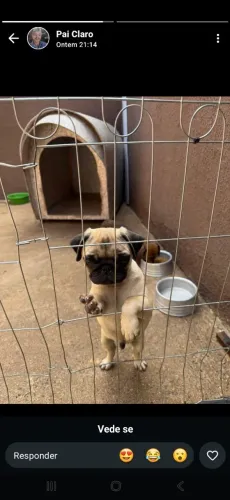 Pug macho