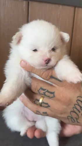Lulu Spitz alemão